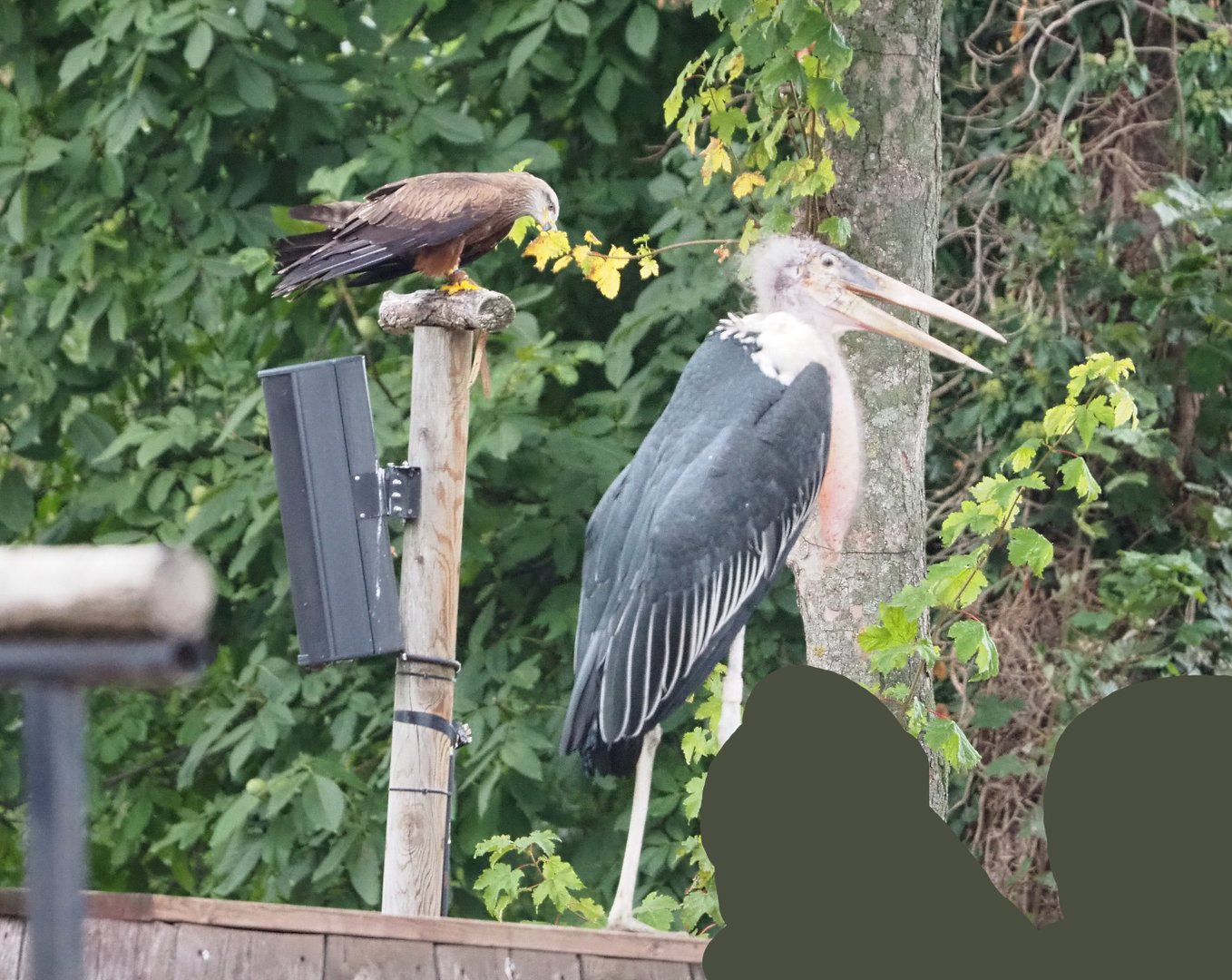 Meeting The Animals show - Common black kite (Milvus migrans migrans) and Marabou (Leptoptilos crumenifer), 2022-09-15