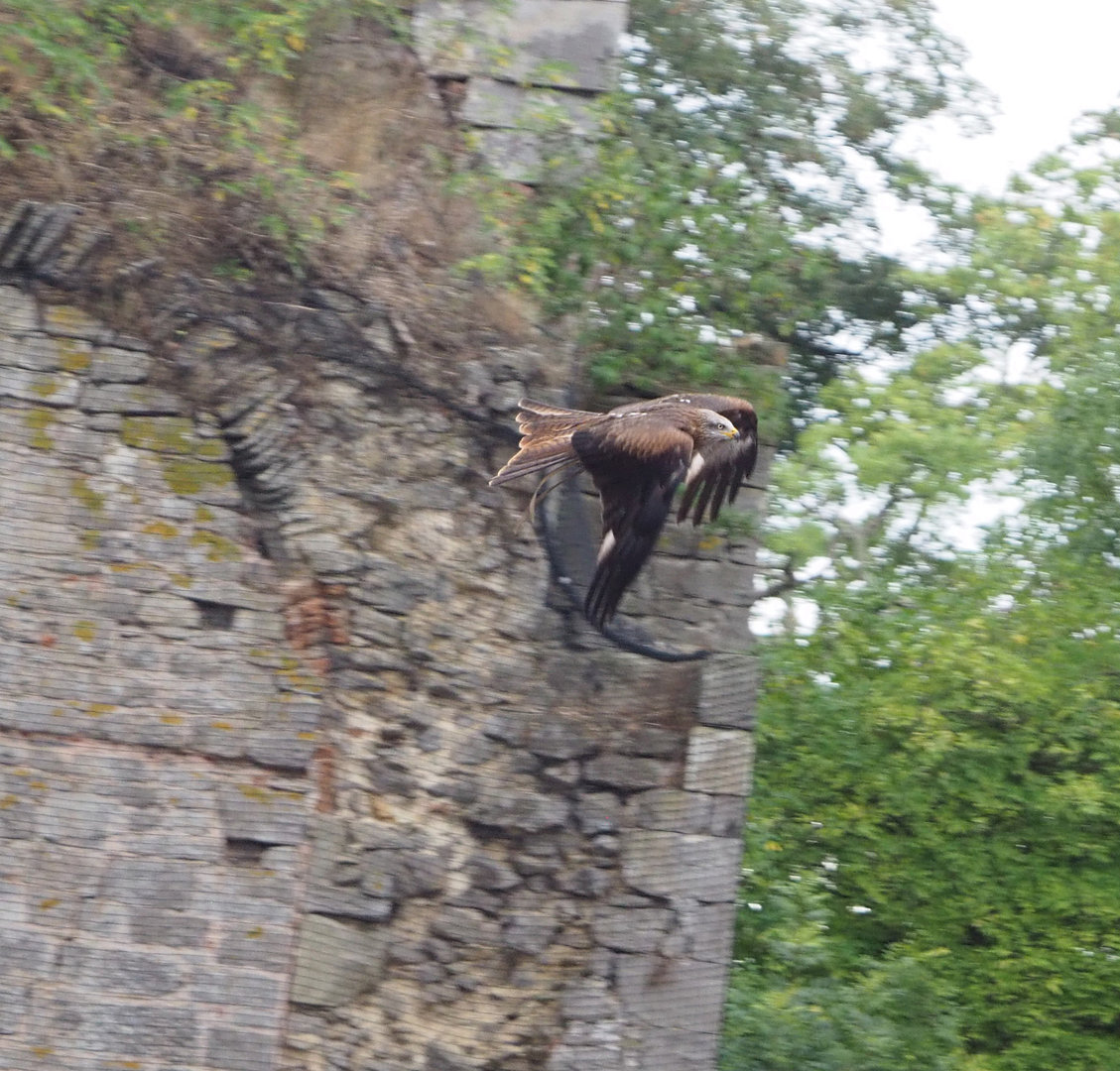 Meeting The Animals show - Common black kite (Milvus migrans migrans) in flight, 2022-09-15