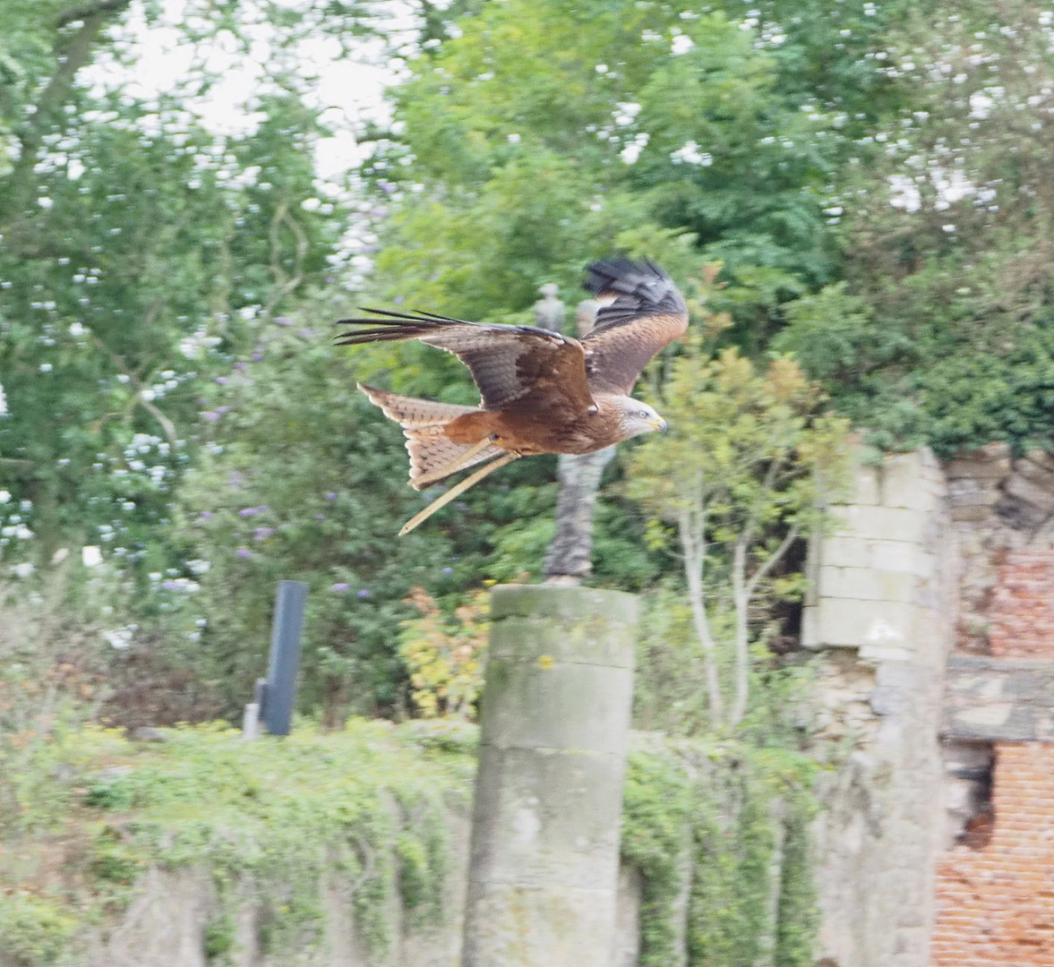 Meeting The Animals show - Common black kite (Milvus migrans migrans) in flight, 2022-09-15