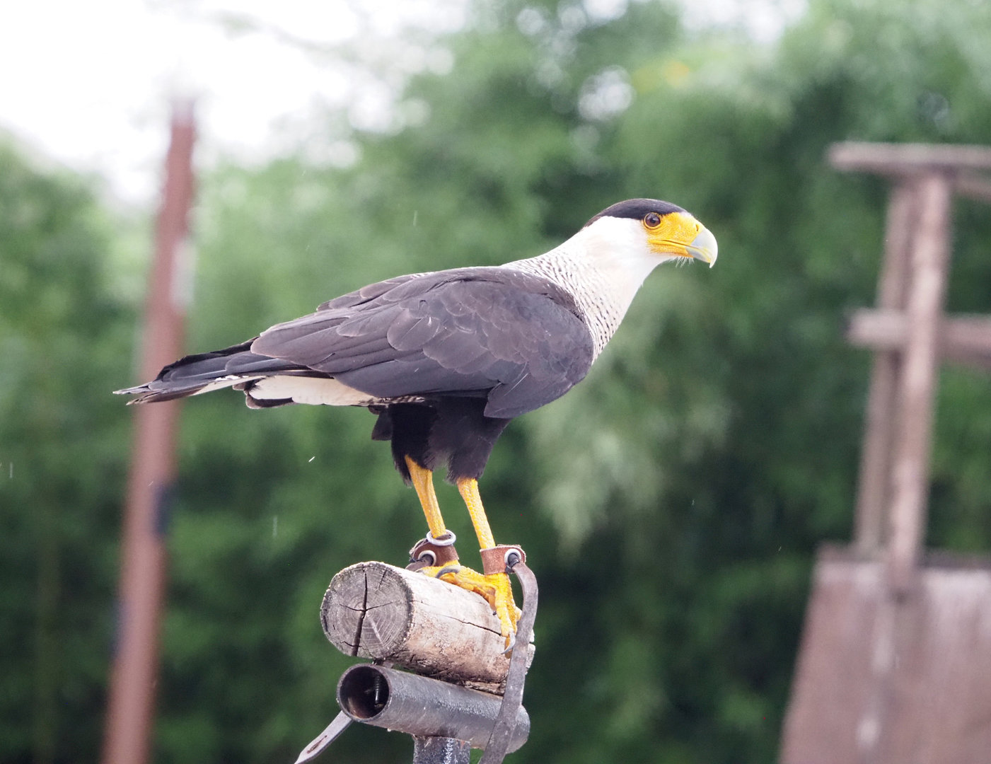 Meeting The Animals show - Crested caracara (Caracara plancus), 2022-09-15