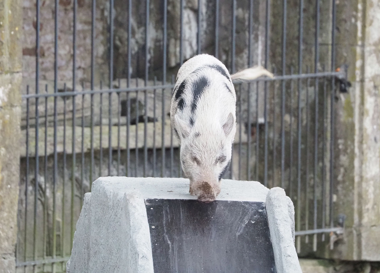 Meeting The Animals show - Domestic miniature pig on slide, 2022-09-15