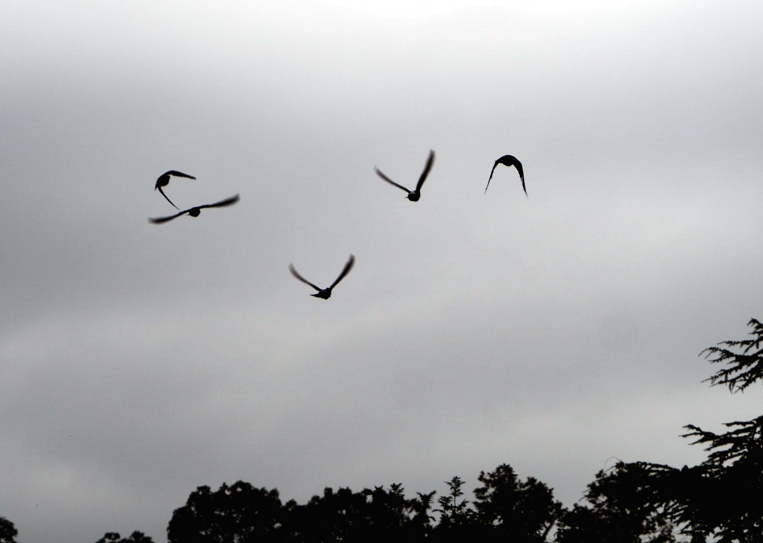 Meeting The Animals show - Domestic pigeons in flight (Columba livia domestica), 2022-09-15