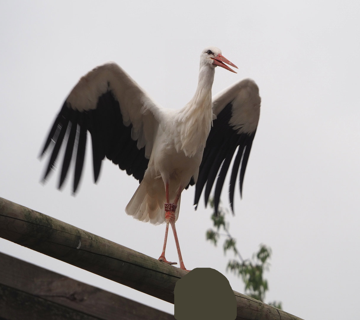 Meeting The Animals show - European white stork (Ciconia ciconia), 2022-09-15
