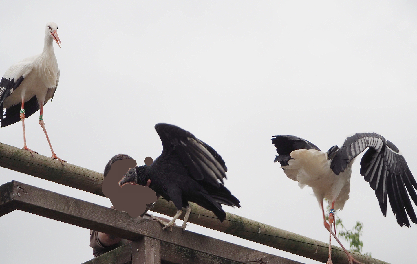 Meeting The Animals show - European white storks (Ciconia ciconia) and American black vulture (Coragyps atratus), 2022-09-15
