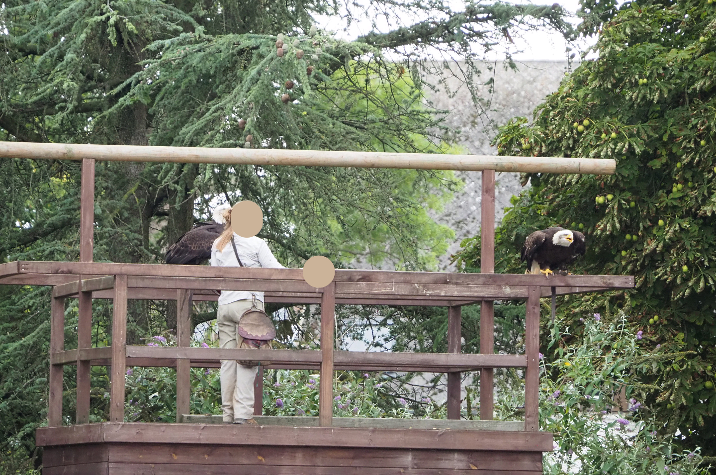 Meeting The Animals show - Falconer with bald eagles (Haliaeetus leucocephalus), 2022-09-15