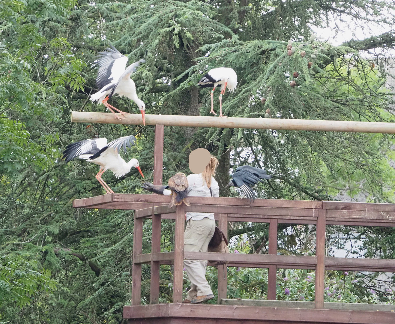 Meeting The Animals show - Falconer with European white storks, Common black kite and American black vulture, 2022-09-15