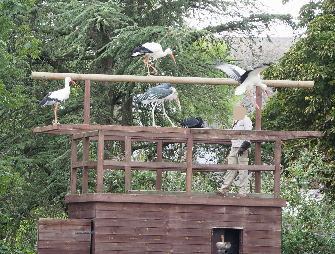 Meeting The Animals show - Falconer with European white storks, Marabou and American black vulture, 2022-09-15