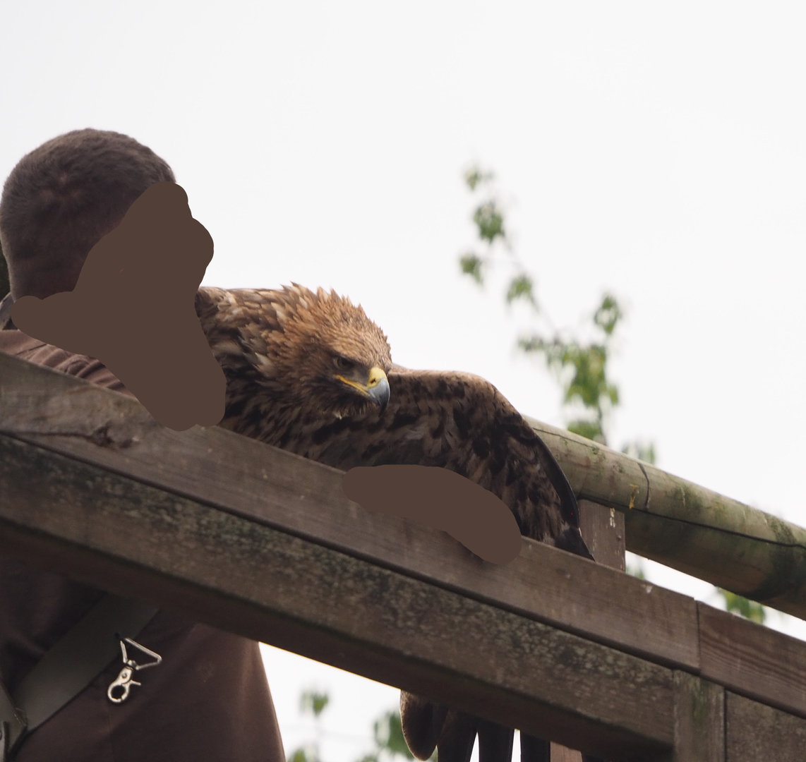 Meeting The Animals show - Golden eagle (Aquila chrysaetos), 2022-09-15