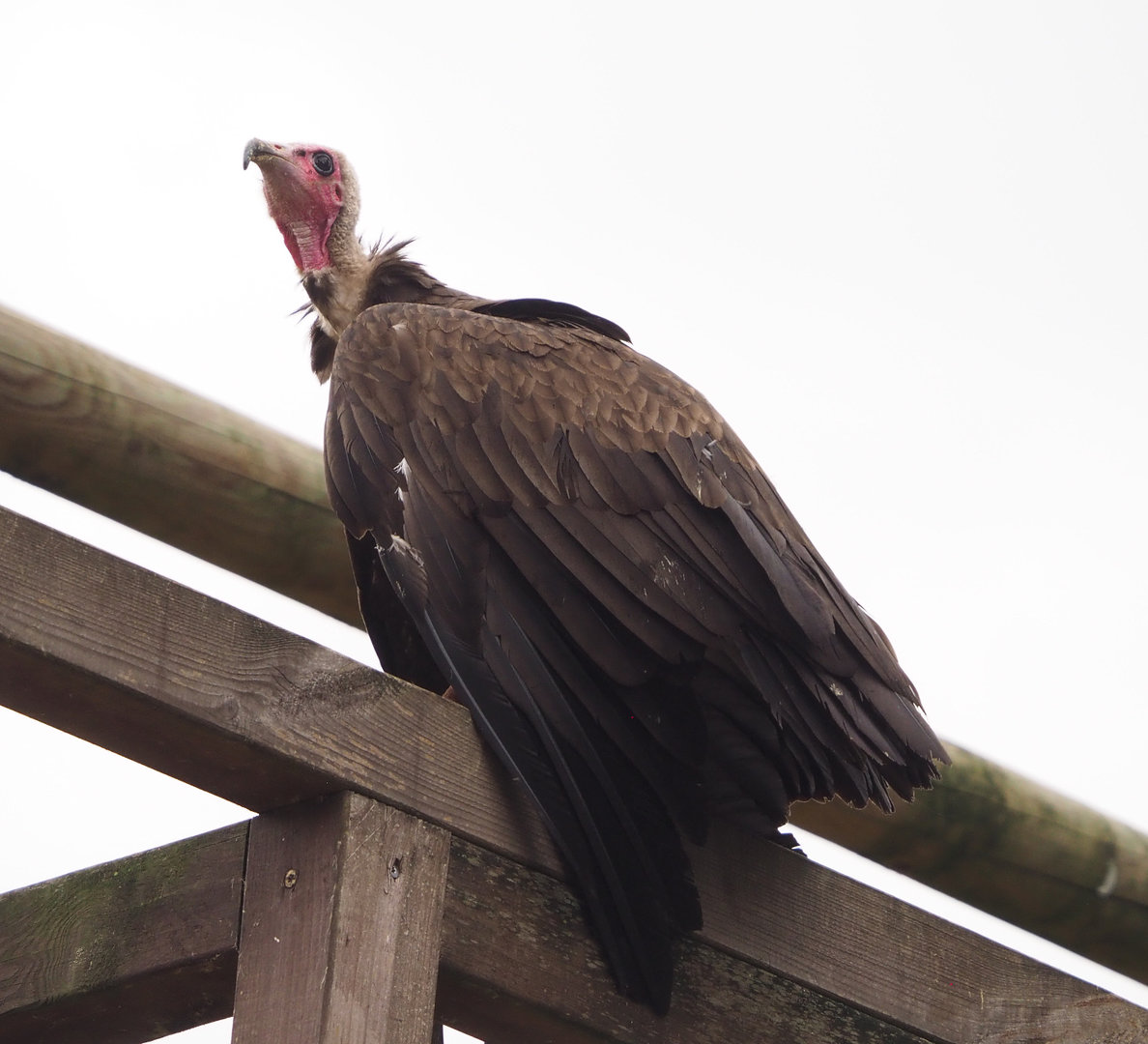 Meeting The Animals show - Hooded vulture (Necrosyrtes monachus), 2022-09-15
