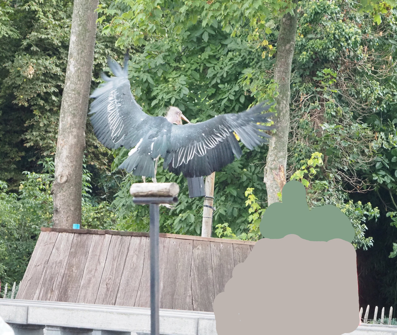 Meeting The Animals show - Marabou (Leptoptilos crumenifer), 2022-09-15