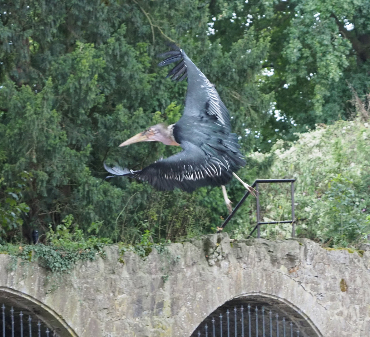 Meeting The Animals show - Marabou (Leptoptilos crumenifer) in flight, 2022-09-15