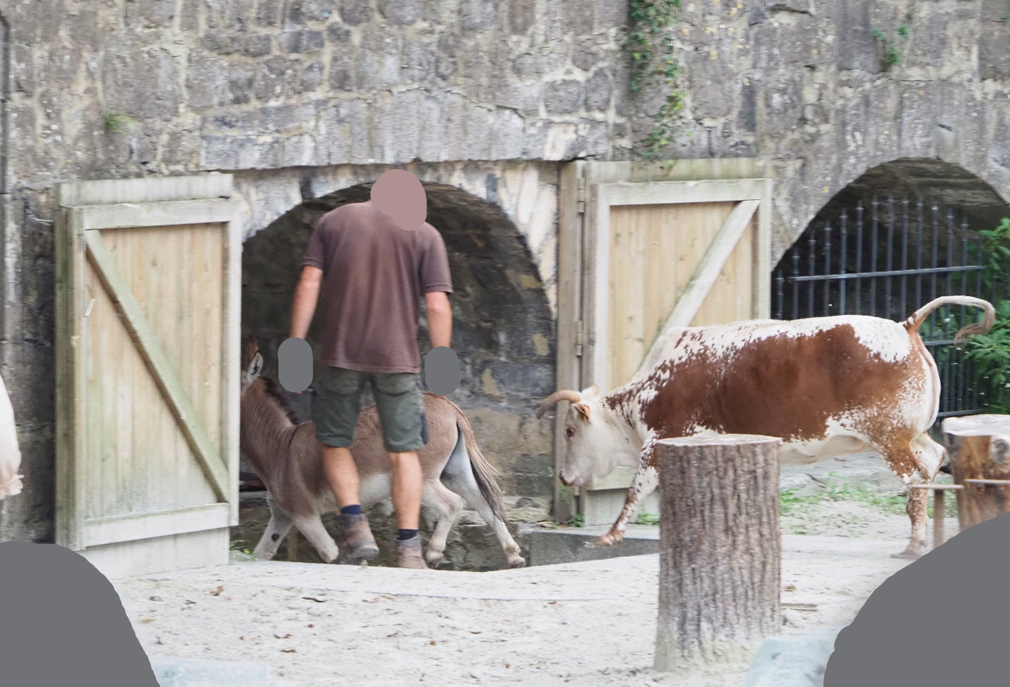 Meeting The Animals show - Miniature donkey and Dwarf zebu running, 2022-09-15