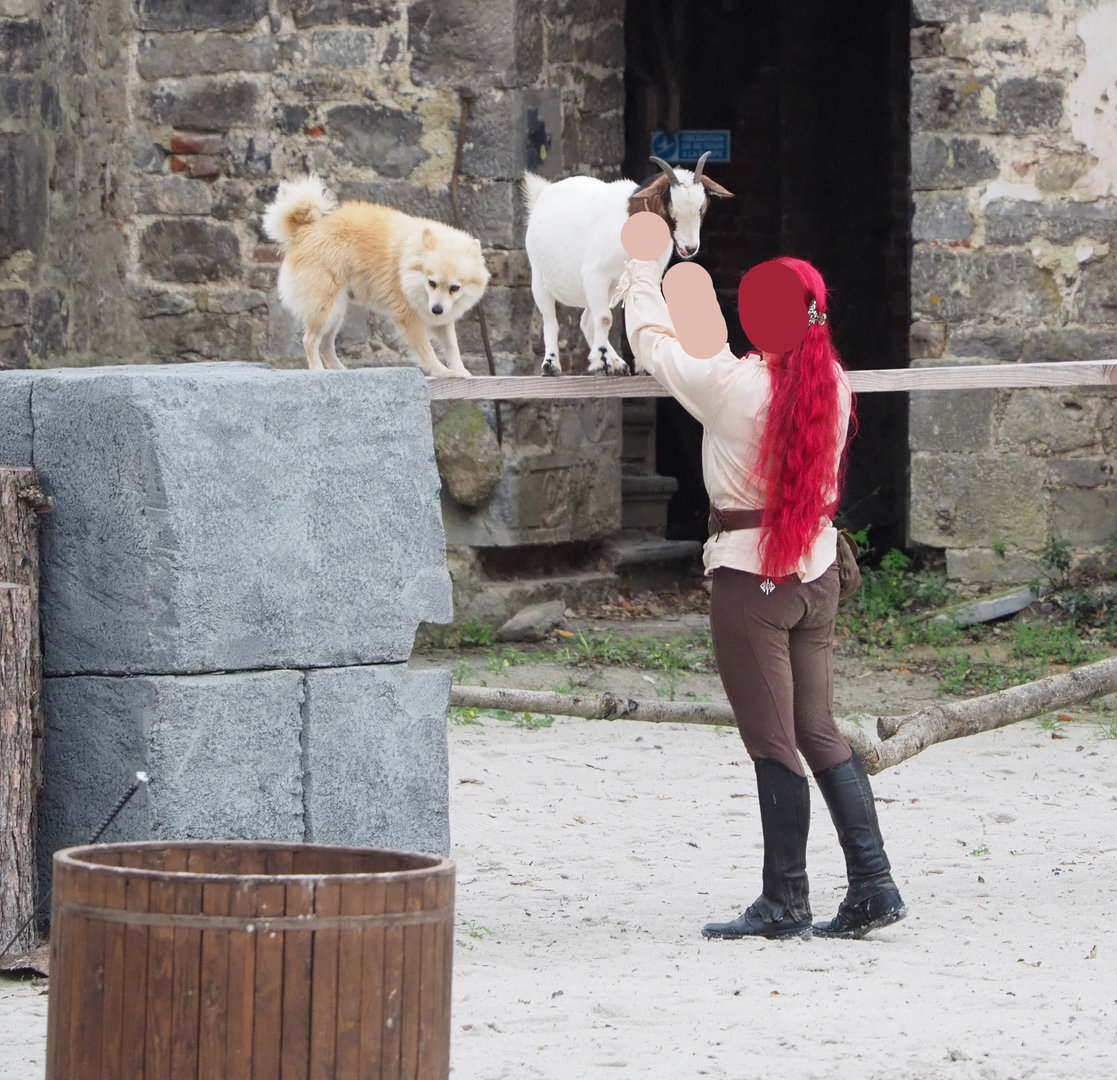 Meeting The Animals show - Pomeranian dog and Pygmy goat, 2022-09-15