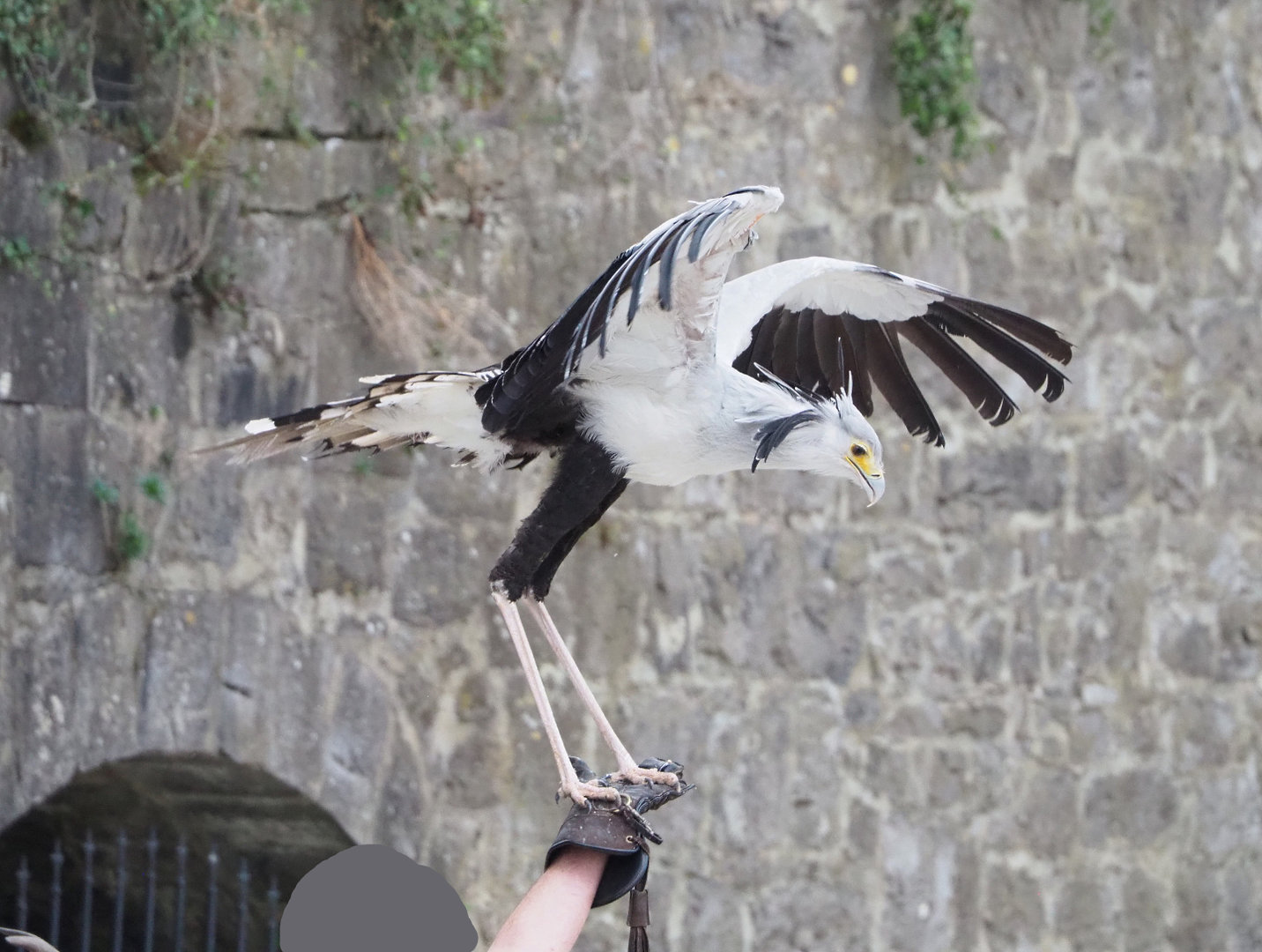 Meeting The Animals show - Secretary bird (Sagittarius serpentarius) perching on falconer's hand, 2022-09-15