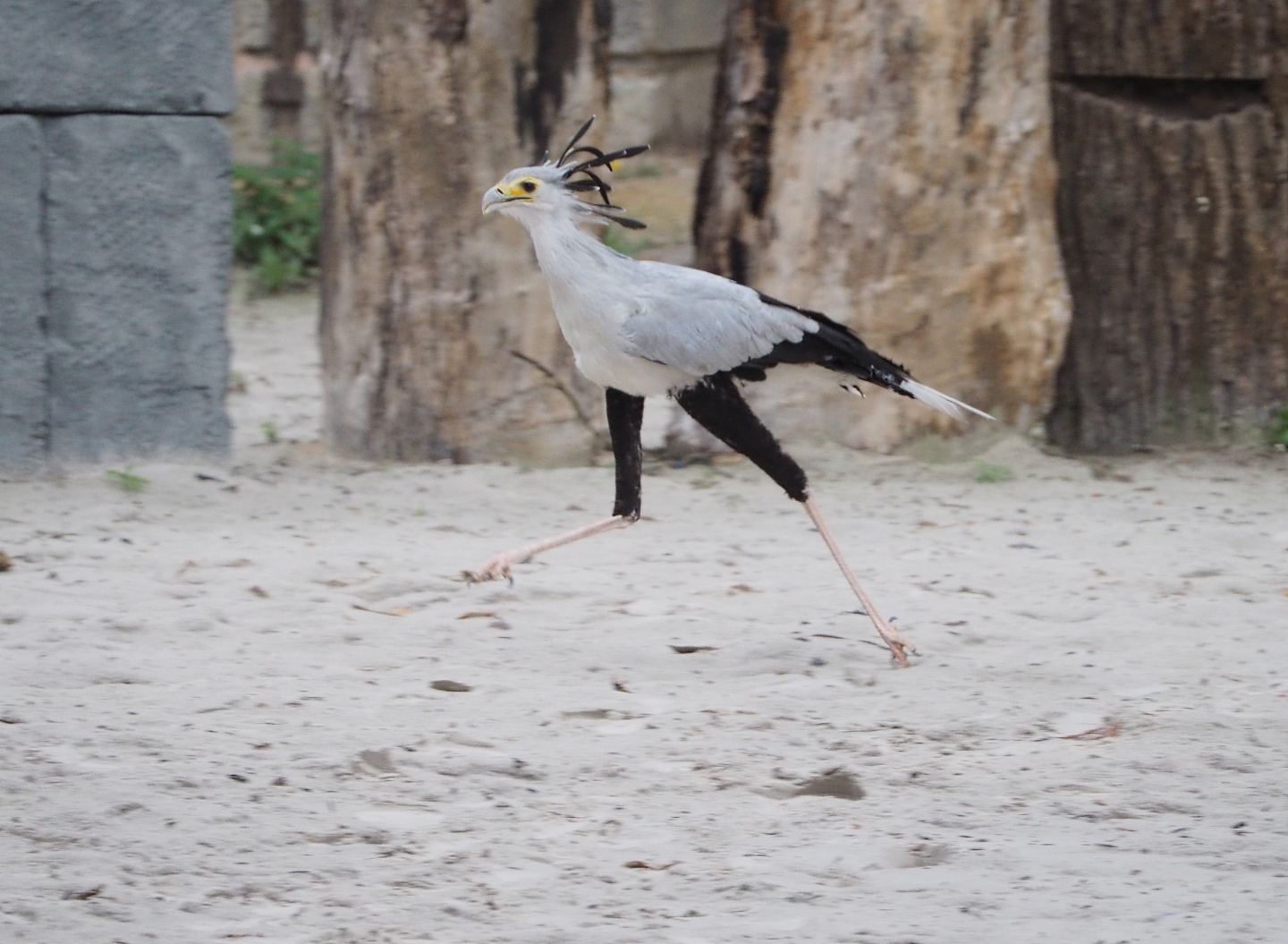 Meeting The Animals show - Secretary bird (Sagittarius serpentarius) running, 2022-09-15