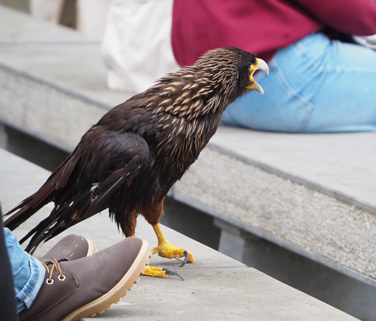 Meeting The Animals show - Striated caracara (Phalcoboenus australis), 2022-09-15