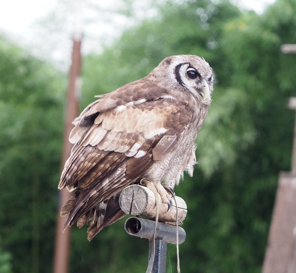 Meeting The Animals show - Verreaux's eagle-owl (Bubo lacteus), 2022-09-15