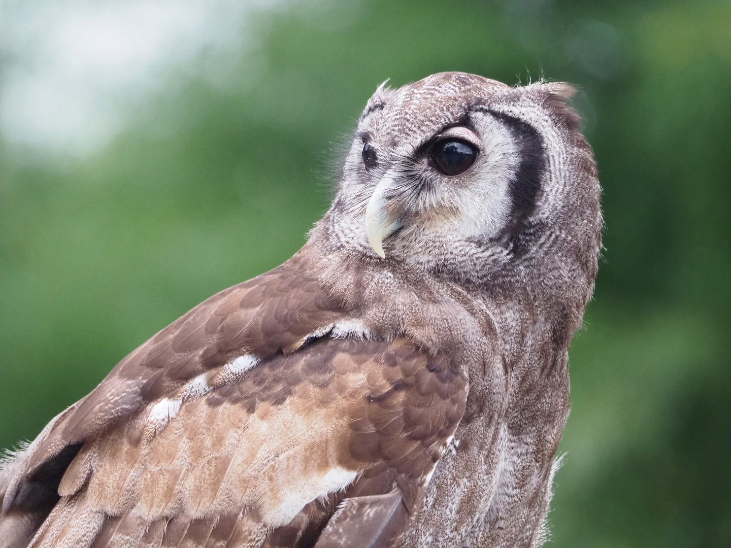 Meeting The Animals show - Verreaux's eagle-owl (Bubo lacteus), 2022-09-15