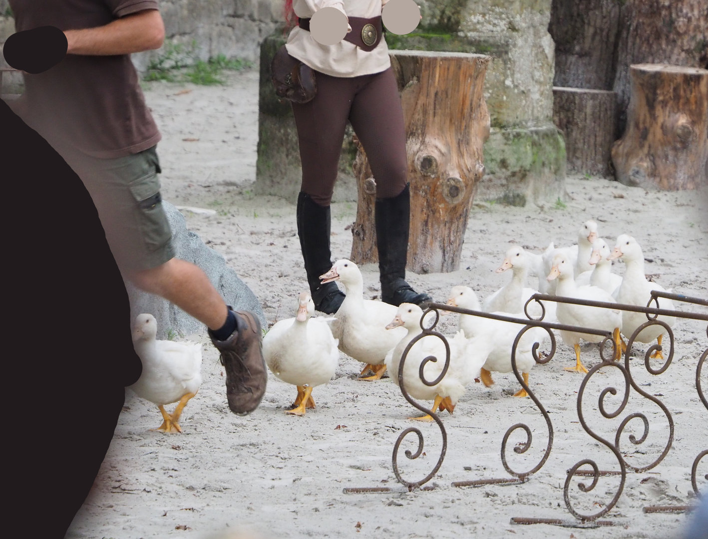 Meeting The Animals show - White domestic ducks, 2022-09-15