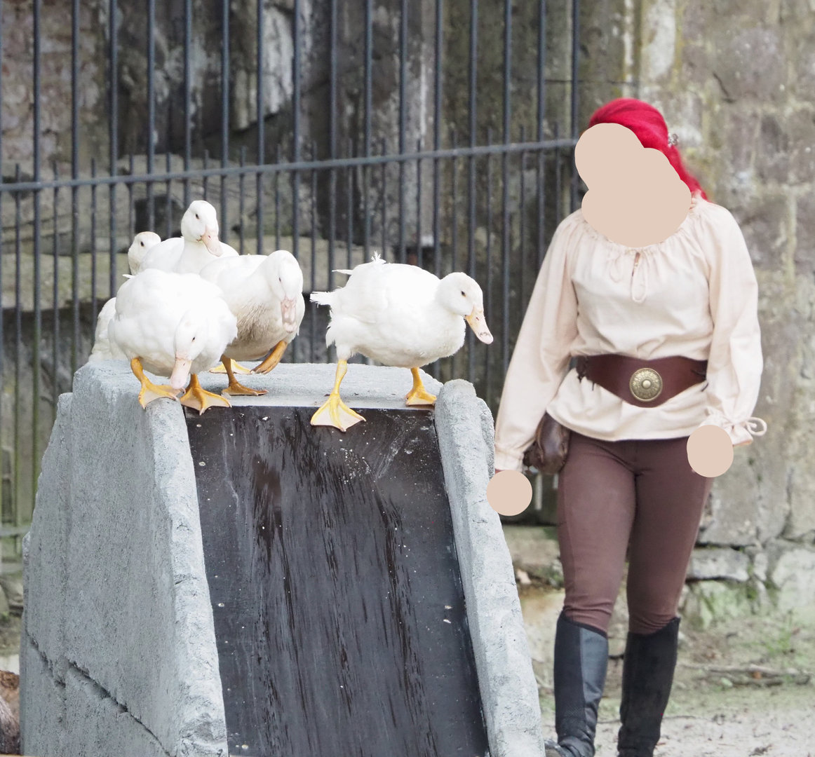 Meeting The Animals show - White domestic ducks on slide, 2022-09-15