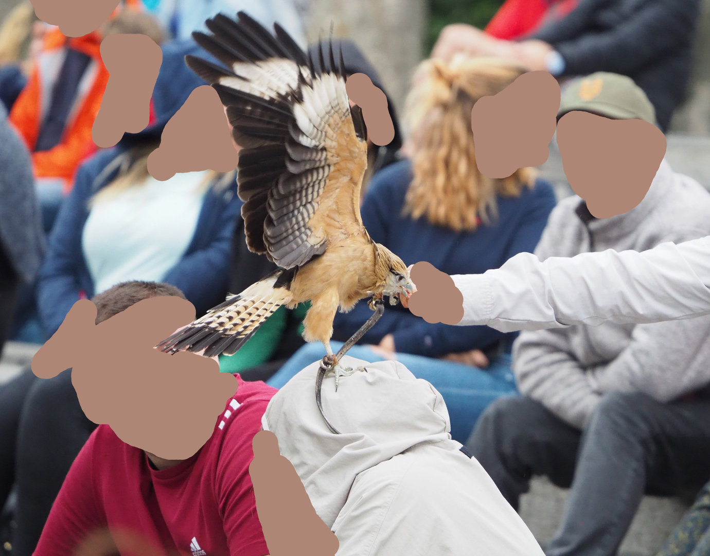 Meeting The Animals show - Yellow-headed caracara (Milvago chimachima), 2022-09-15