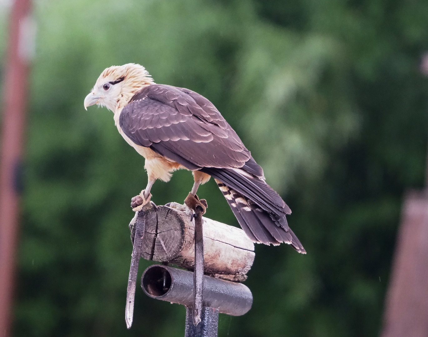 Meeting The Animals show - Yellow-headed caracara (Milvago chimachima), 2022-09-15
