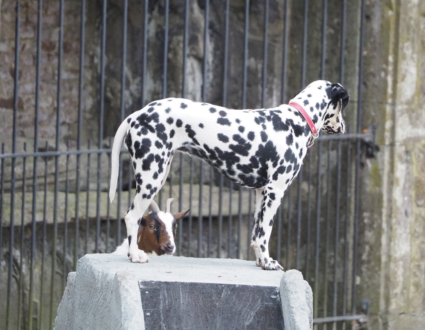Meeting The Animals show - Young Dalmatian, 2022-09-15