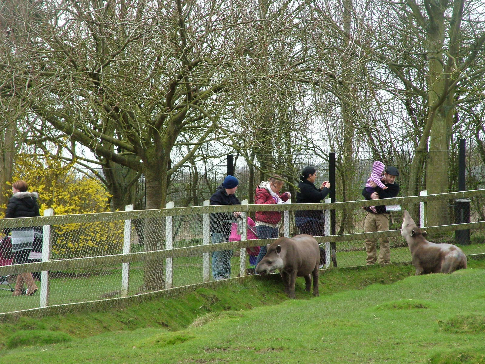 Meeting the Brazilian Tapirs at Linton 05/04/10