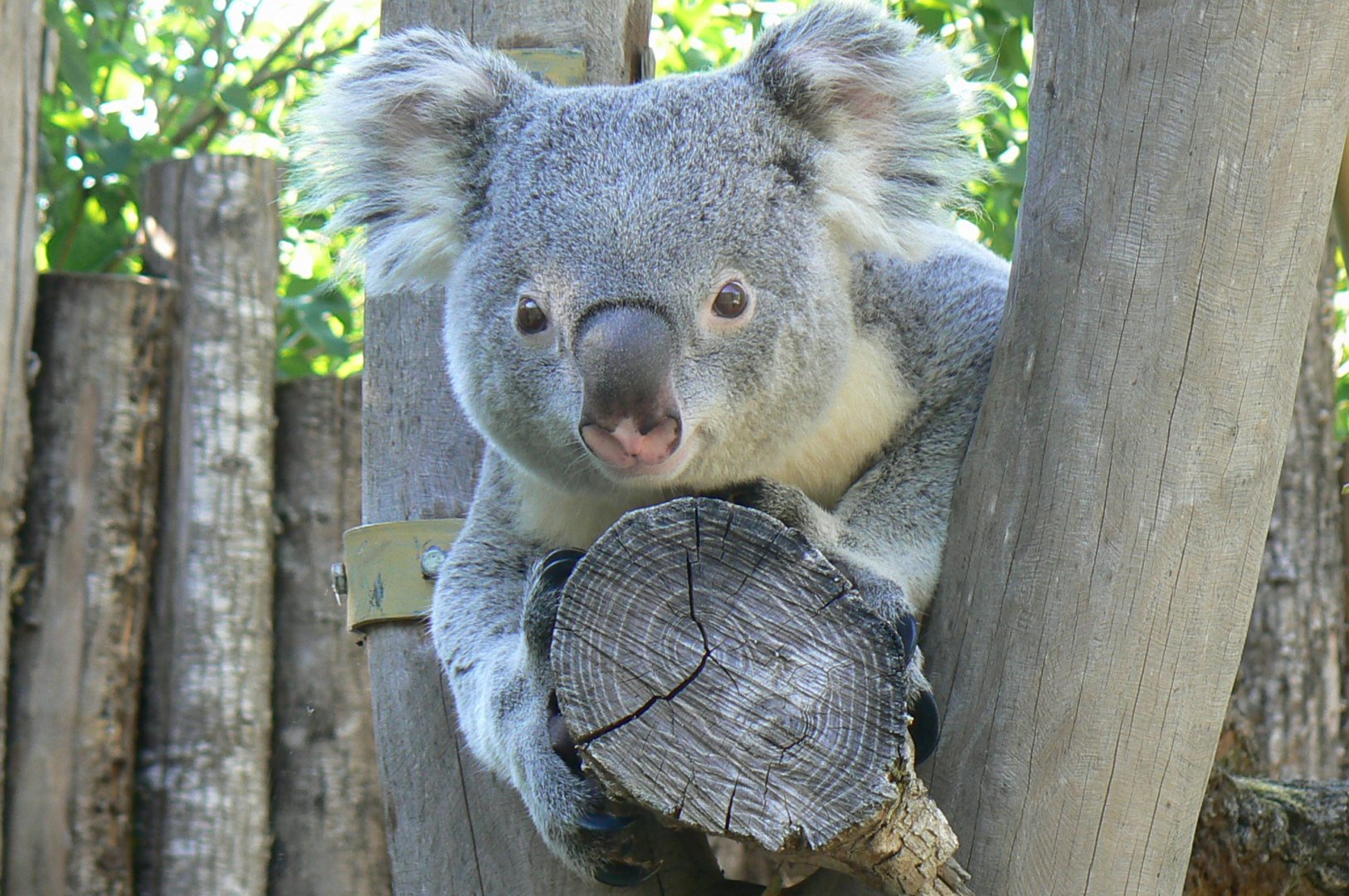 Meeting with a koala