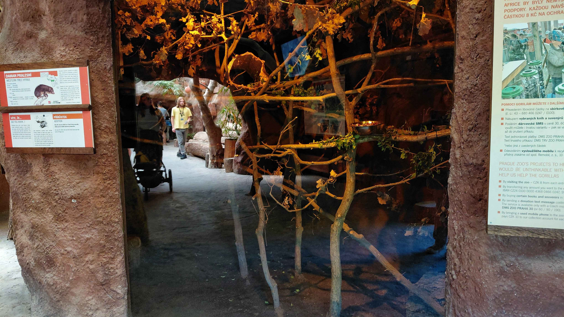 Méfou - Tree hyrax exhibit