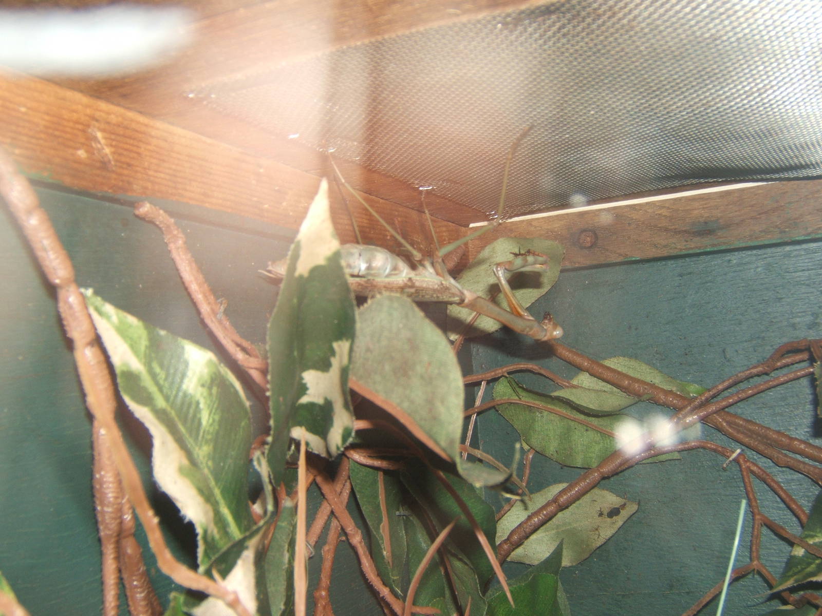 Mega Mantis (Plistospilota guineensis)