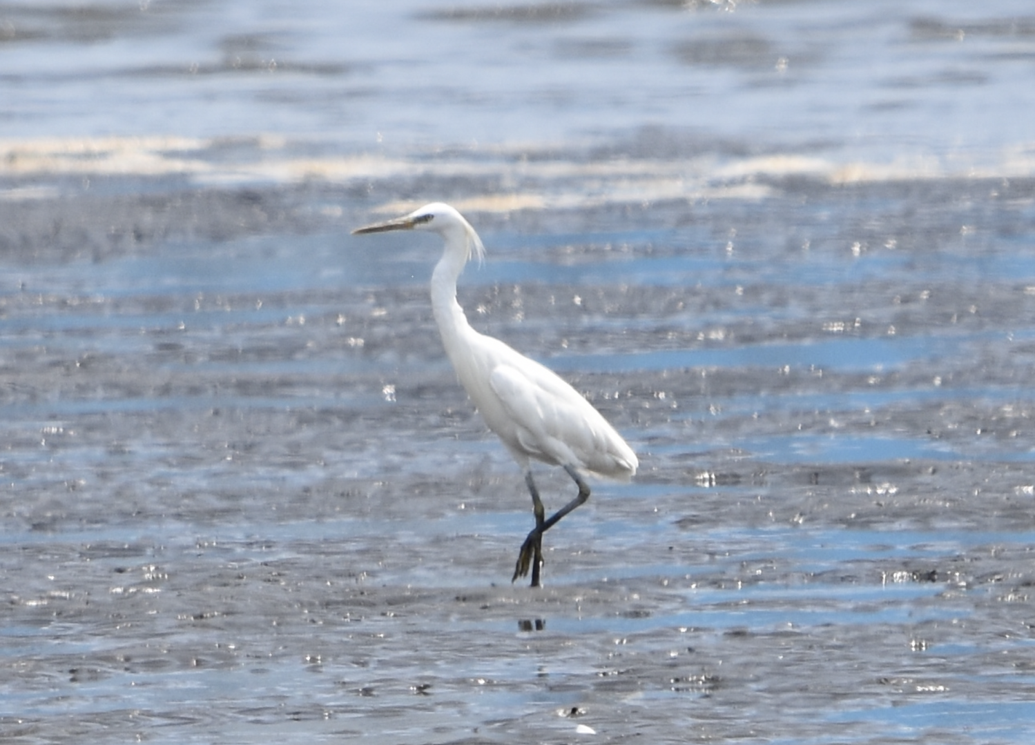 MEGA RARITY!!! Chinese Egret ~ Kasai Rinkai Bird Sanctuary