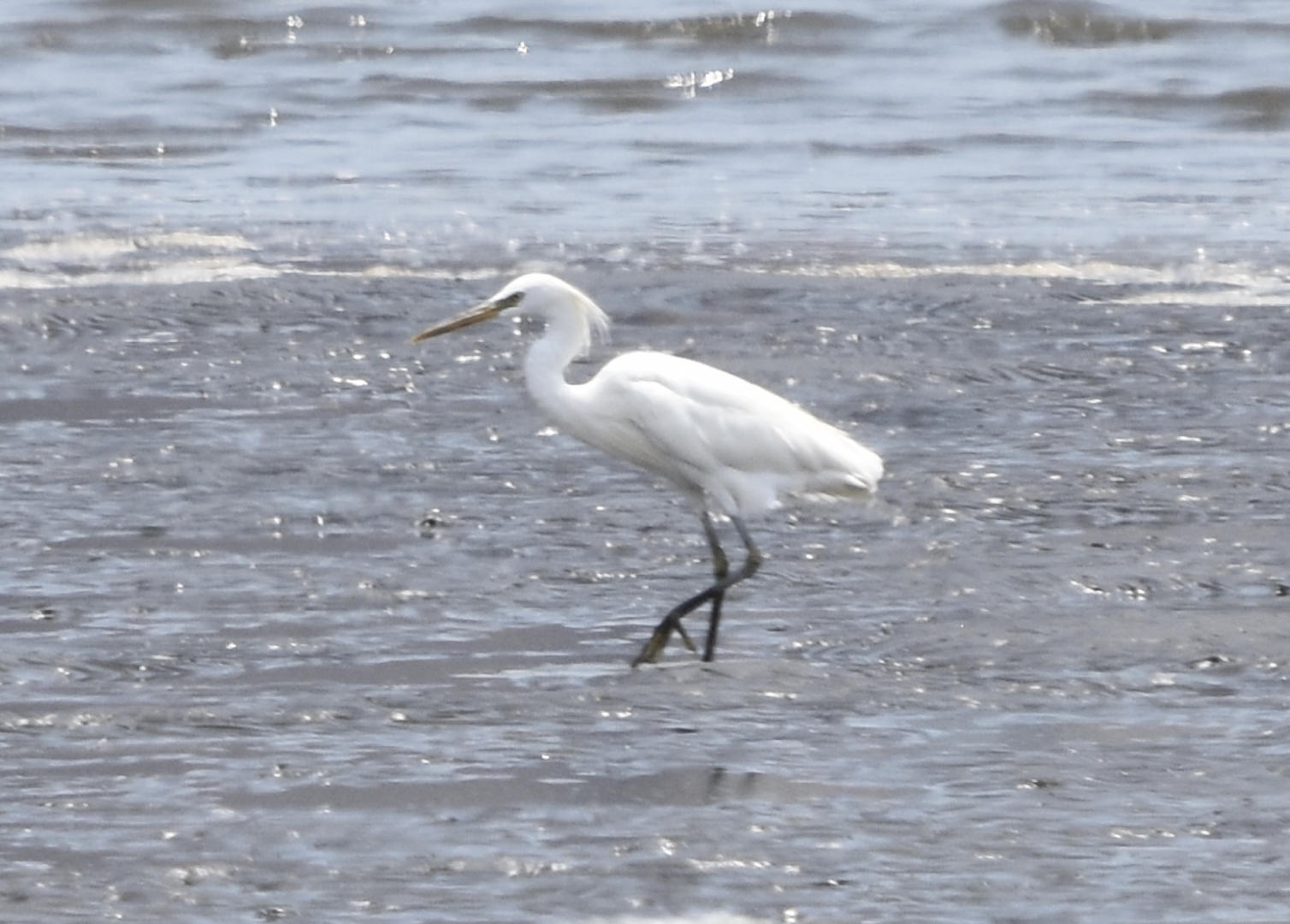 MEGA RARITY!!! Chinese Egret ~ Kasai Rinkai Bird Sanctuary