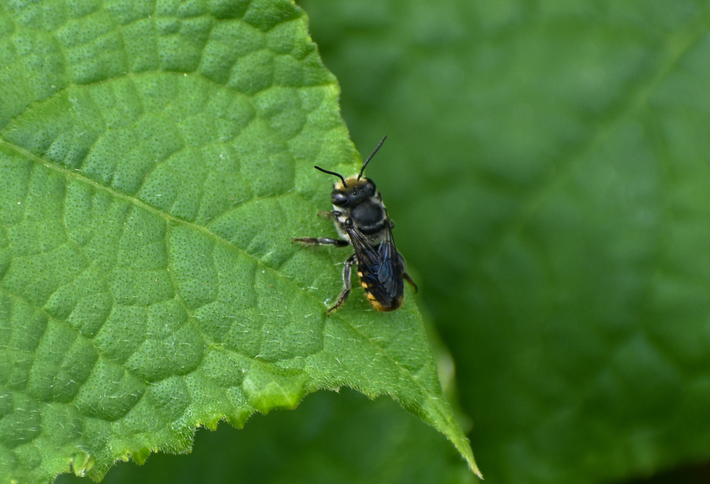 Megachile ignescens