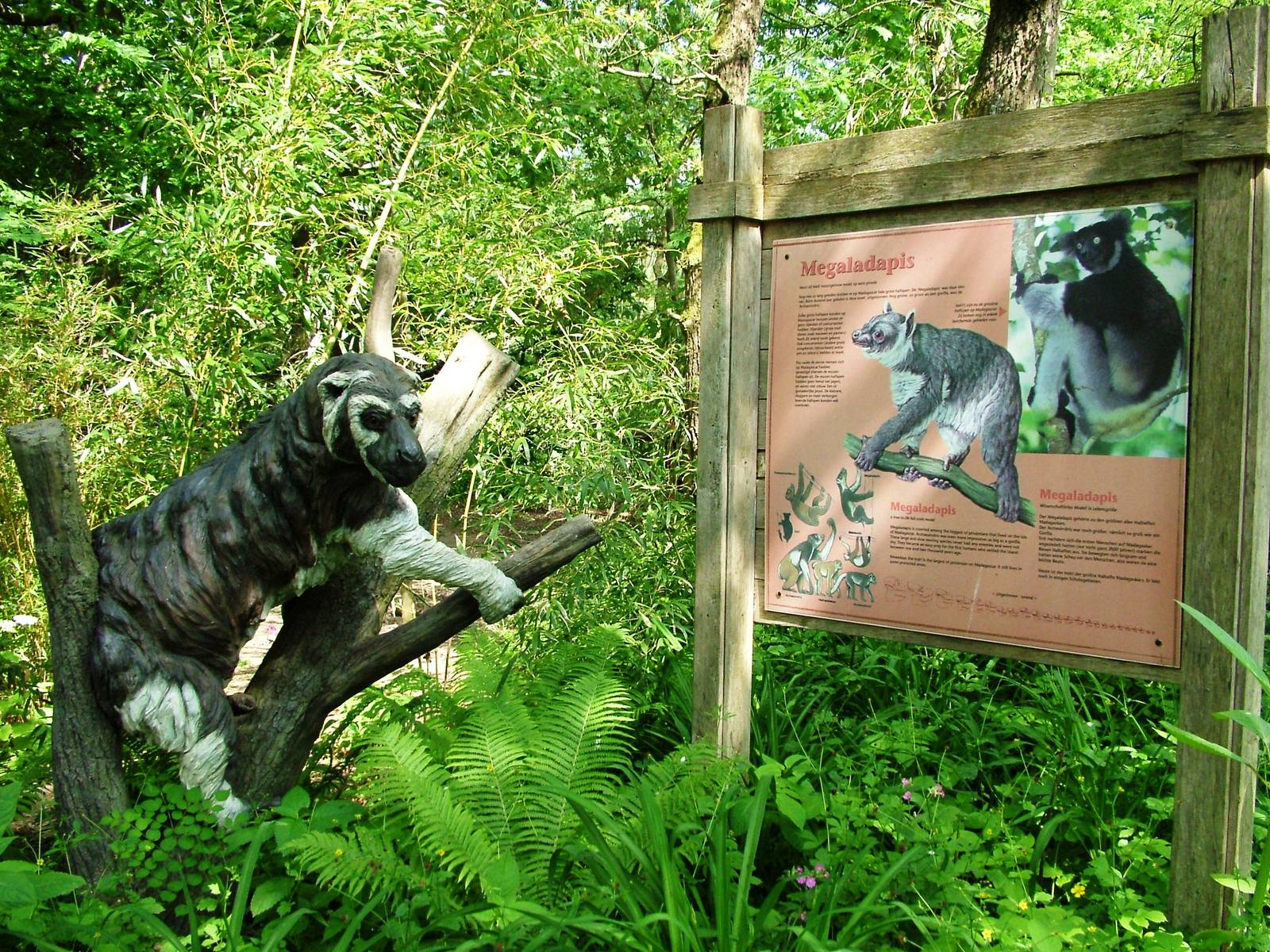 Megadalepis Display at Apenheul, 30/05/12