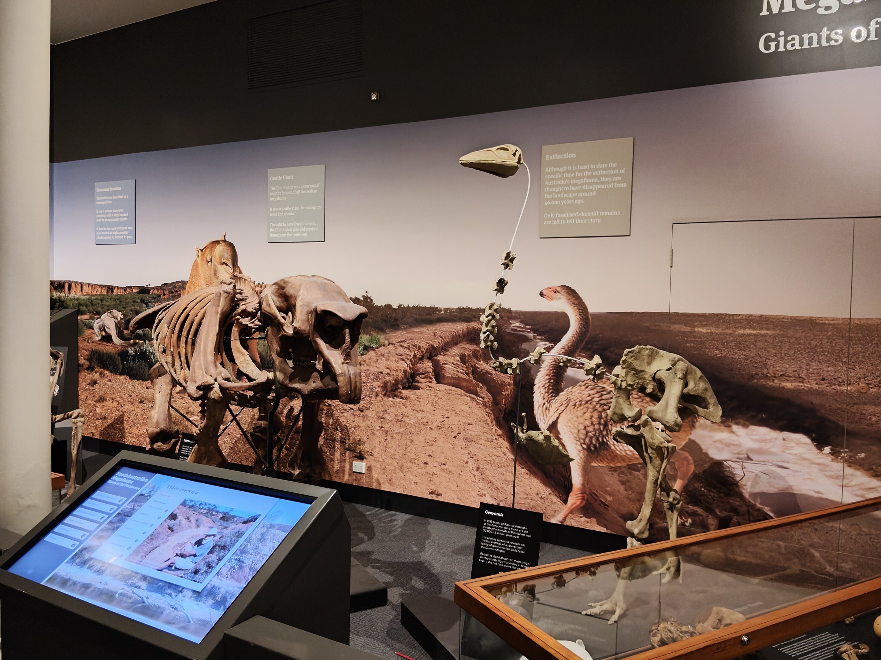 Megafauna display - Diprotodon and Genyornis