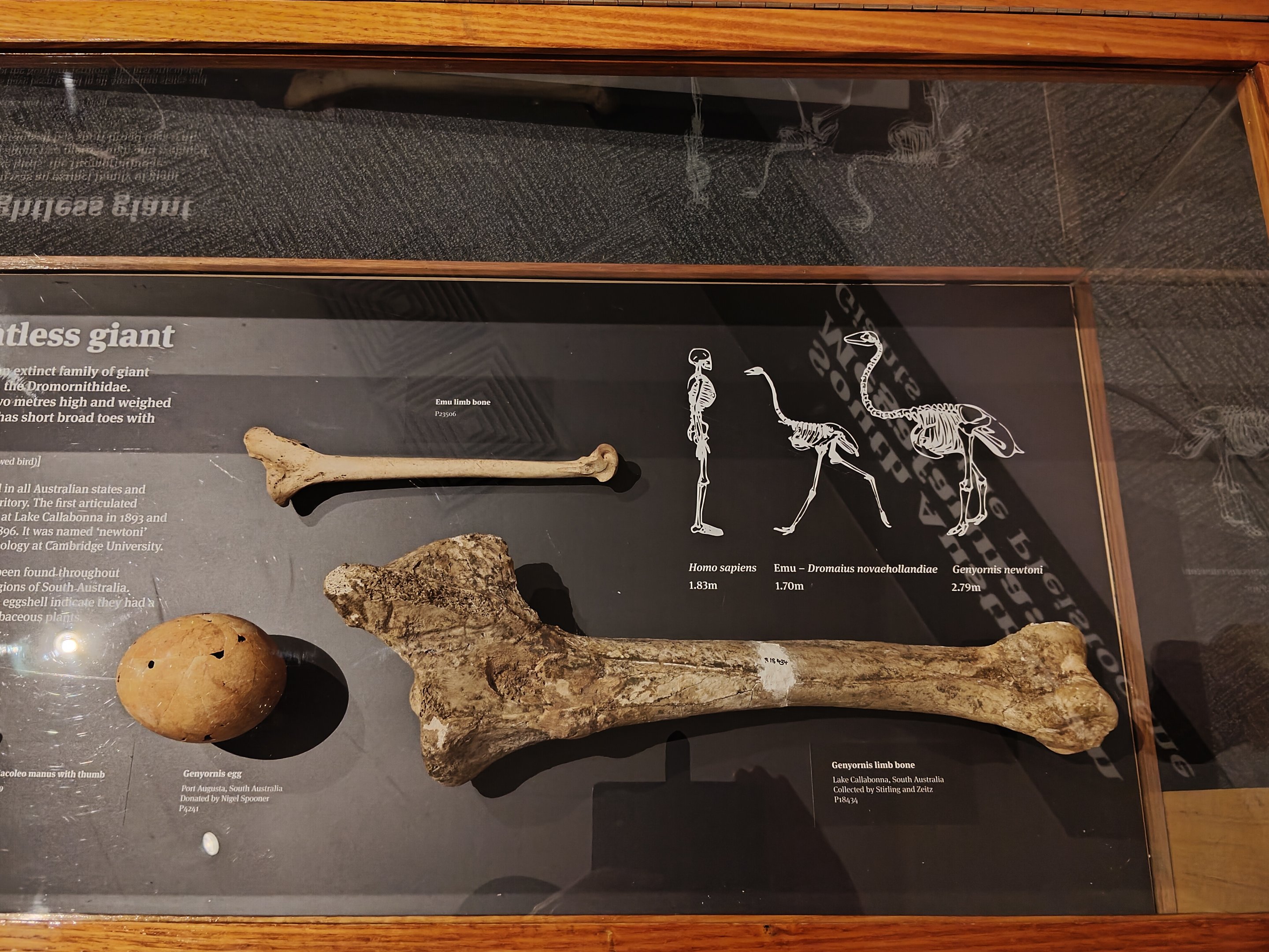 Megafauna display - Genyornis