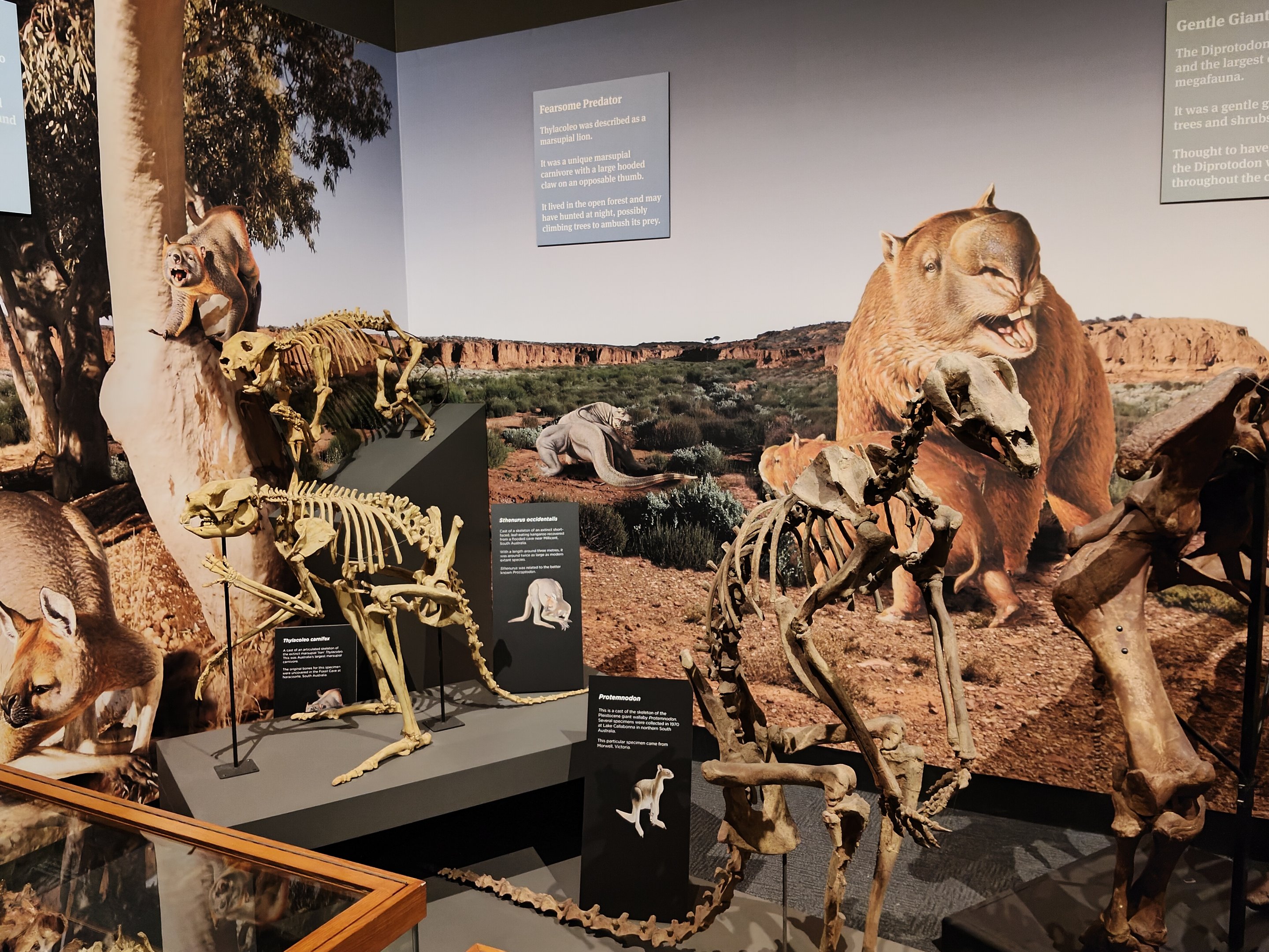 Megafauna display - Protemnodon, Sthenurus, and Thylacoleo