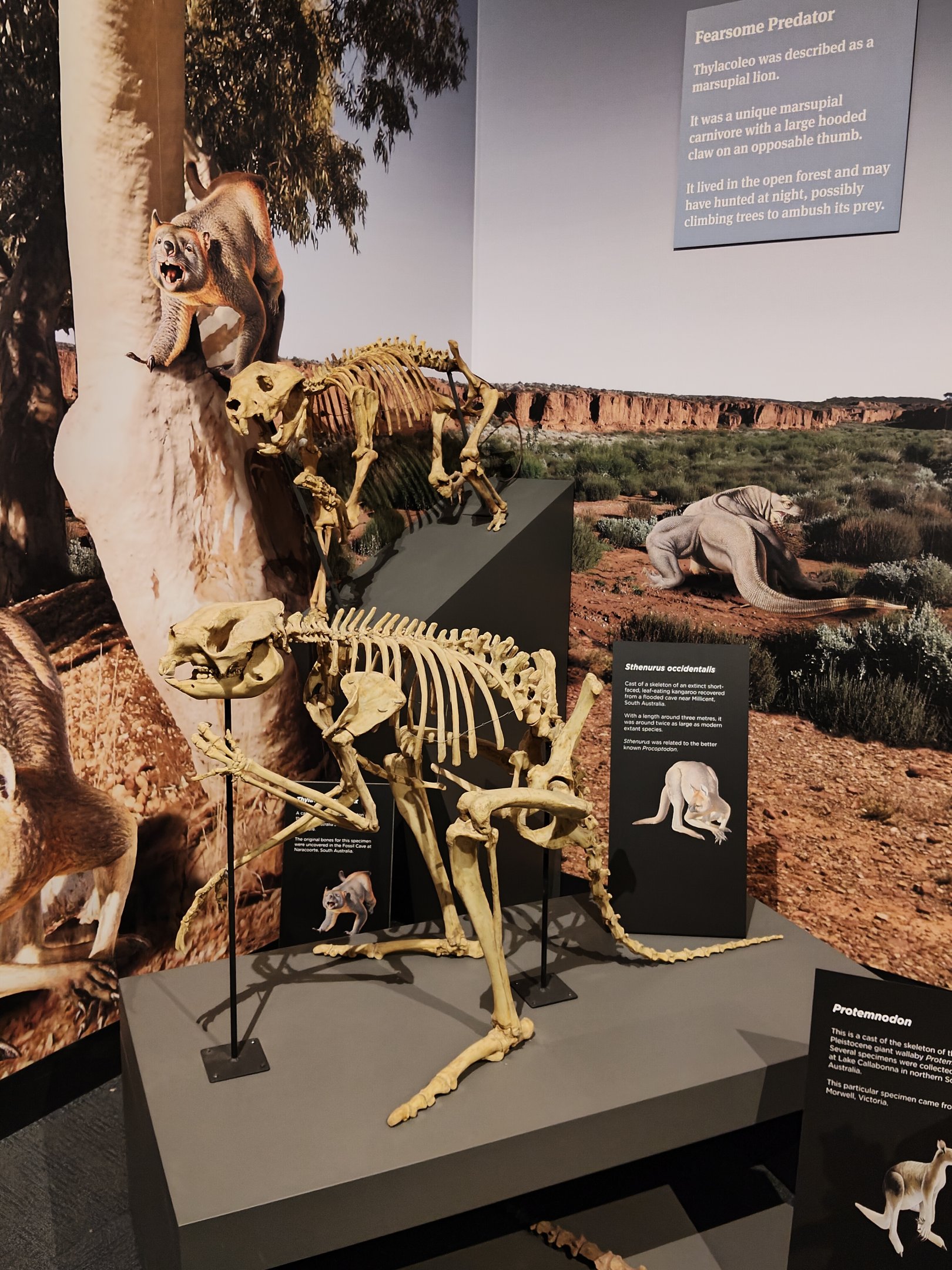 Megafauna display - Sthenurus and Thylacoleo