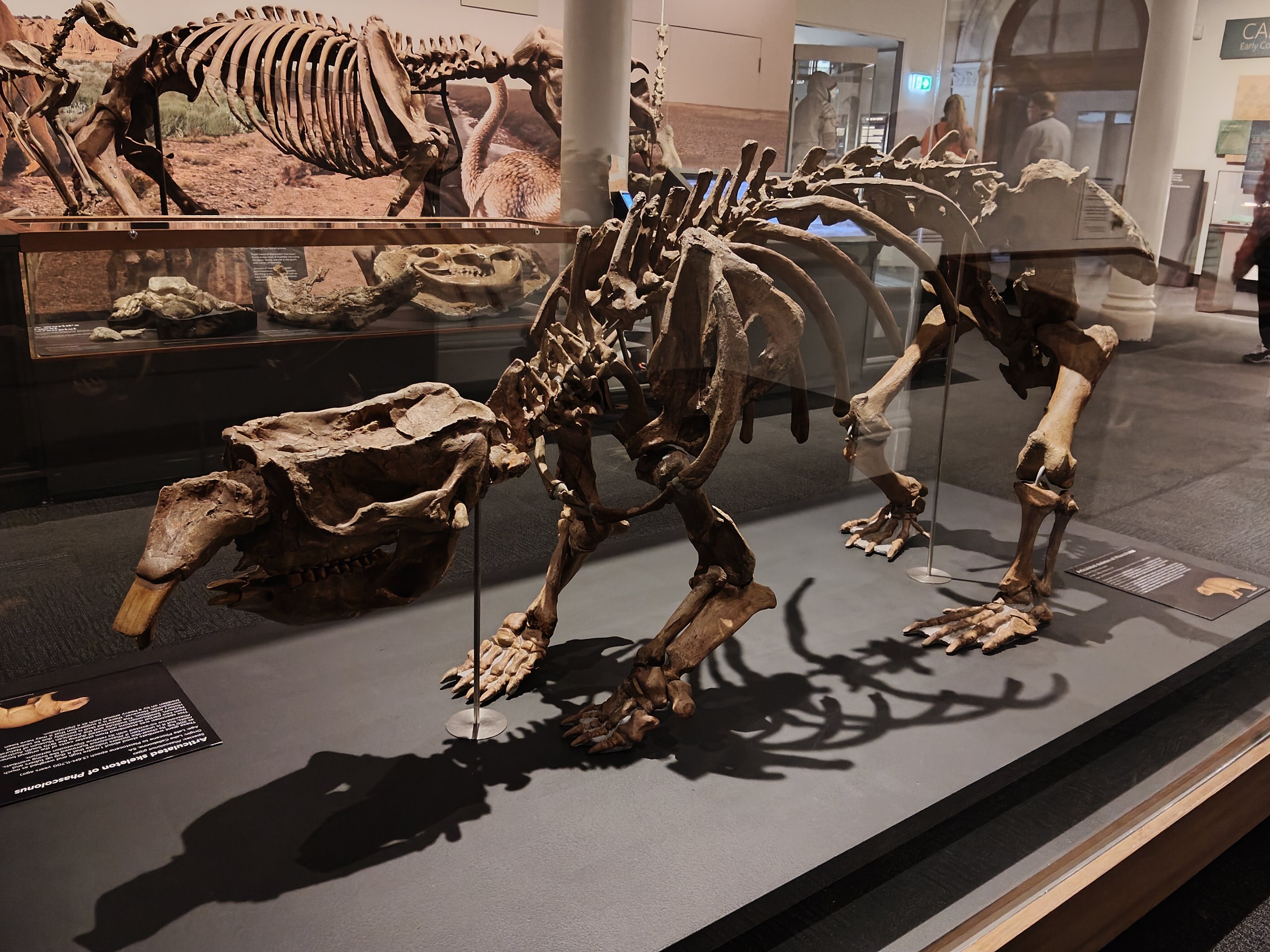 Megafauna display - the giant wombat Phascolonus
