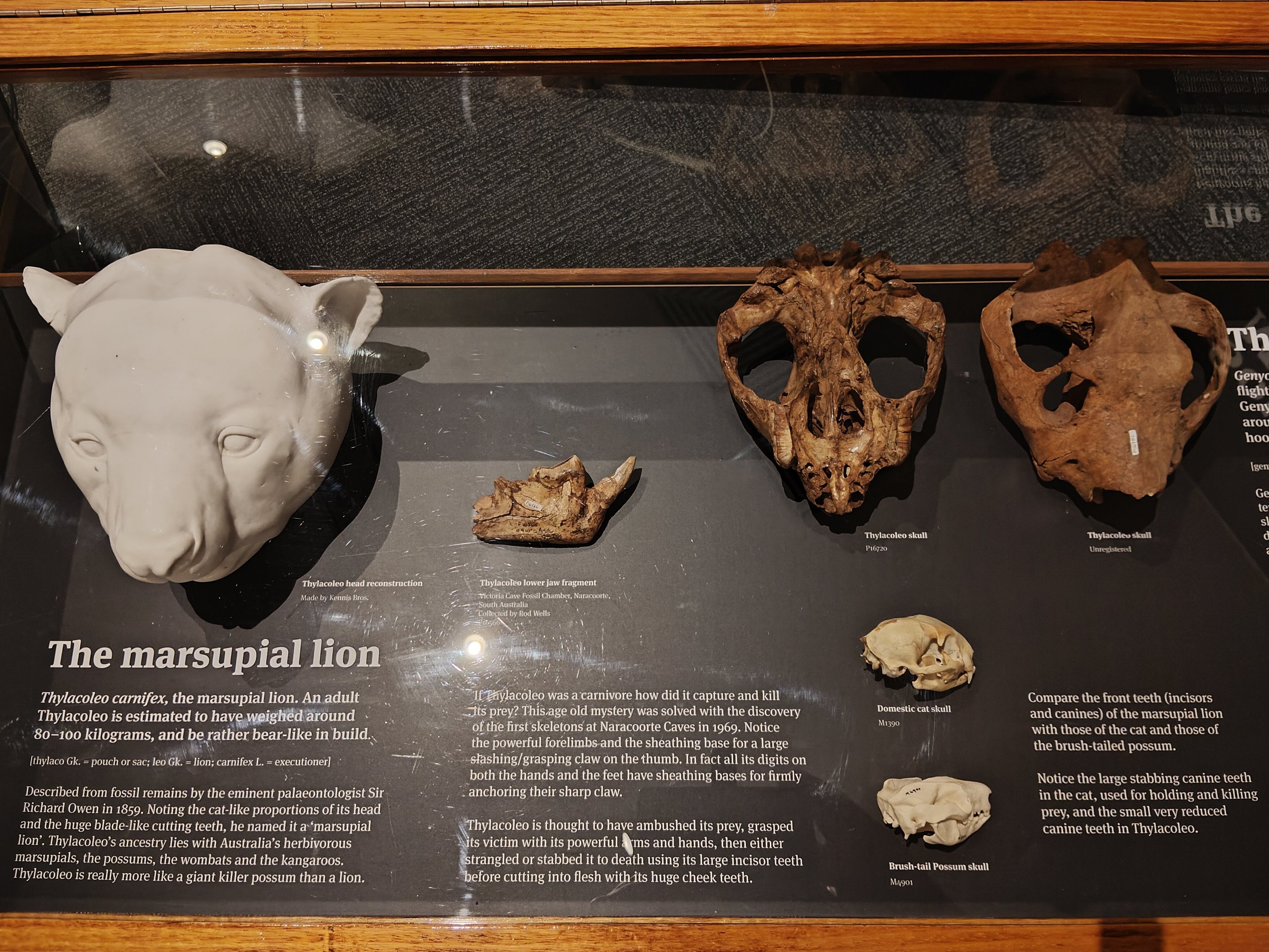 Megafauna display - Thylacoleo