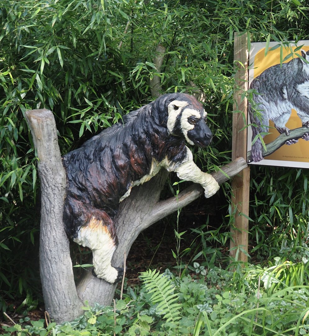 Megaladapis model, 2024-08-18