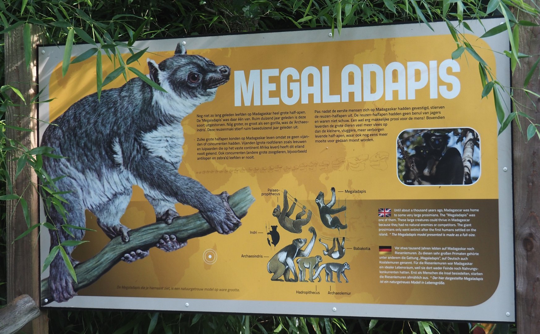 Megaladapis signage, 2024-08-18