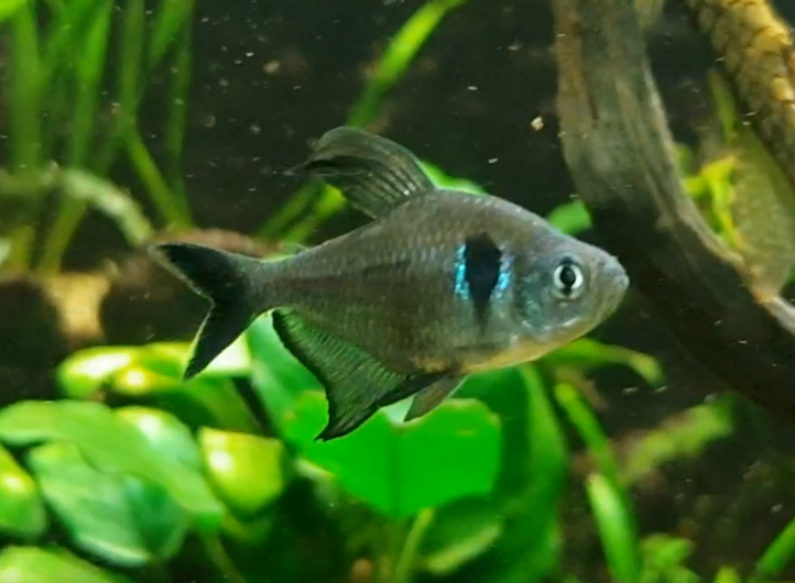 Megalamphodus megalopterus