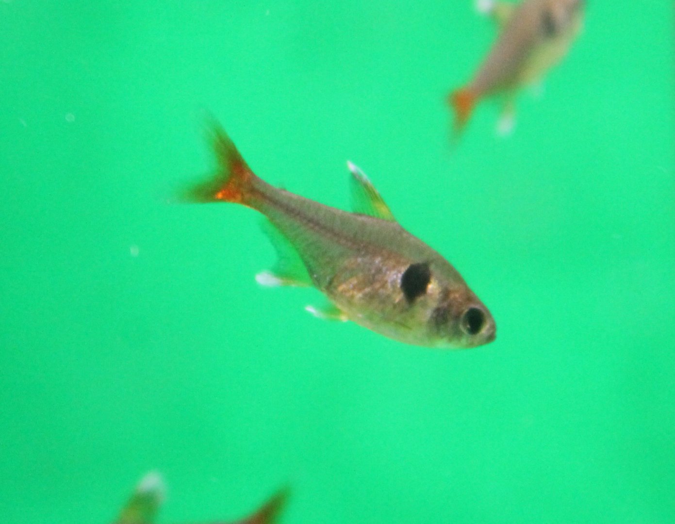 Megalamphodus roseus