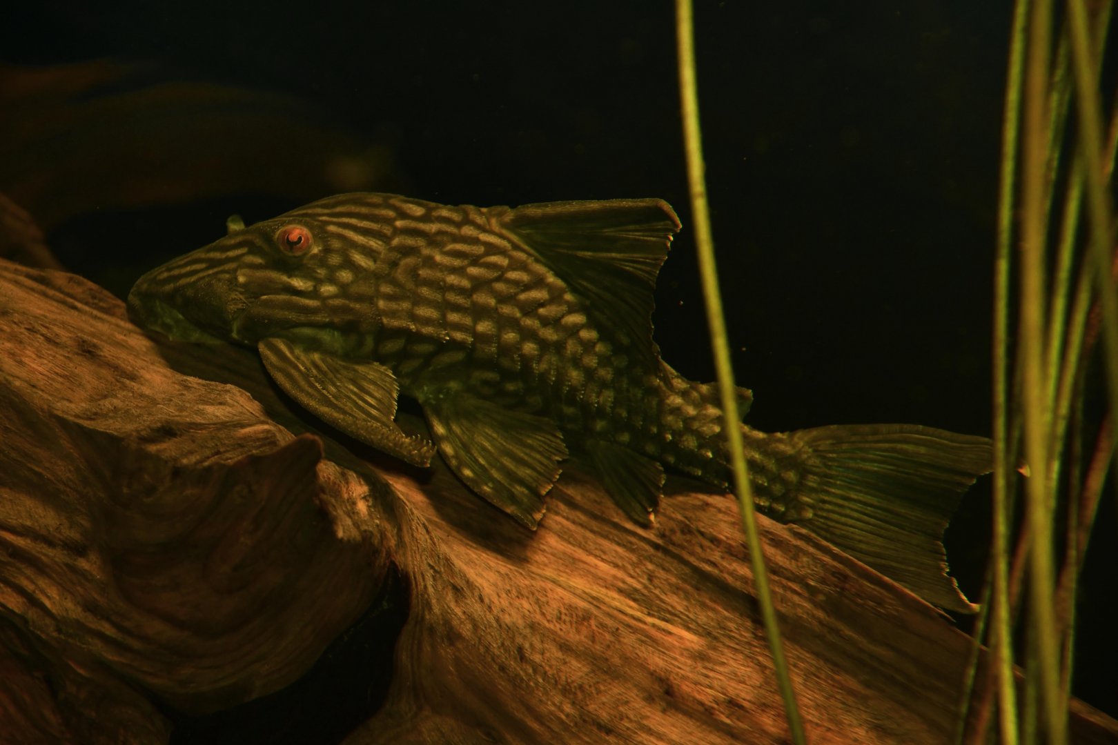 Megalancistrus parananus ?