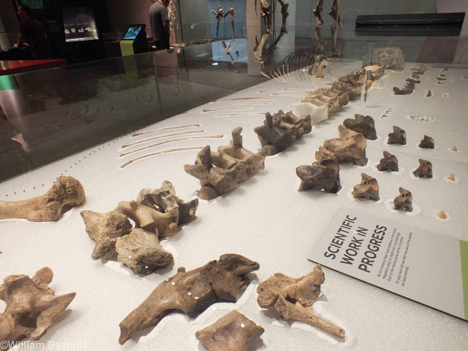 Megalania - Queensland Museum