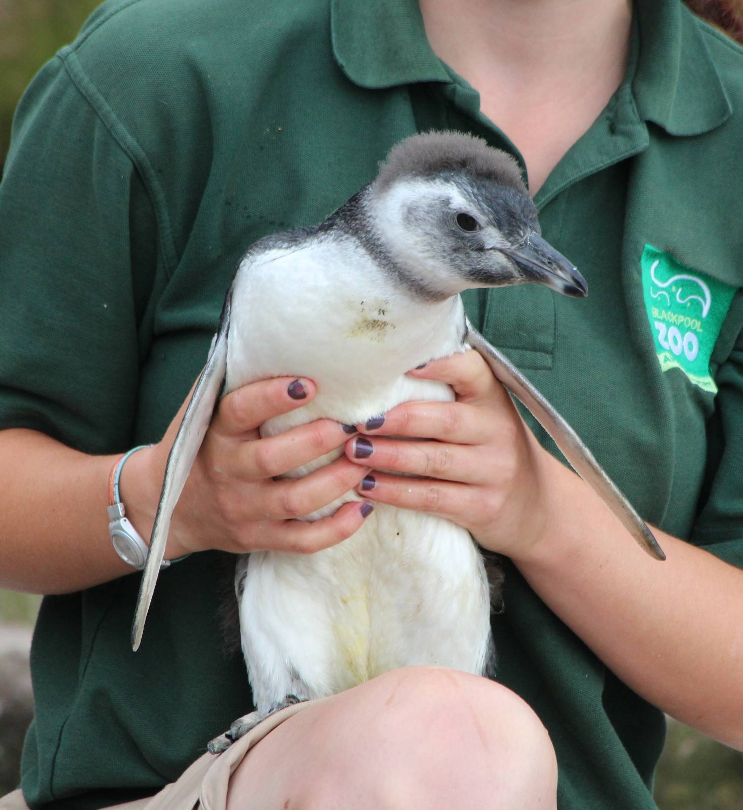 Megalanic Penguin Chick