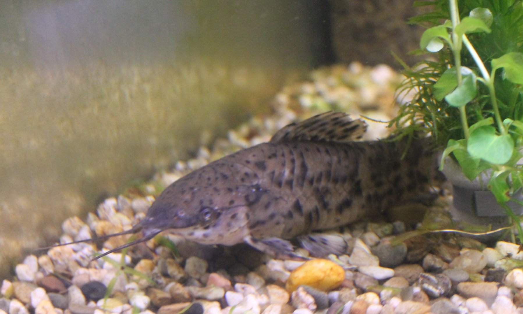 Megalechis species ID