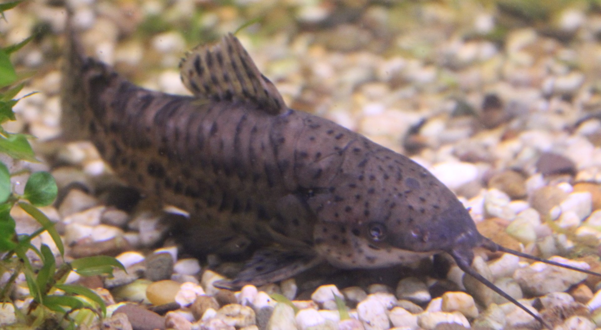 Megalechis species ID